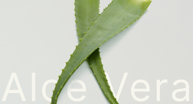 PRODOTTI CON ESTRATTO DI ALOE VERA. LA REALE SOLUZIONE CONTRO LE IMPERFEZIONI DELLA PELLE?